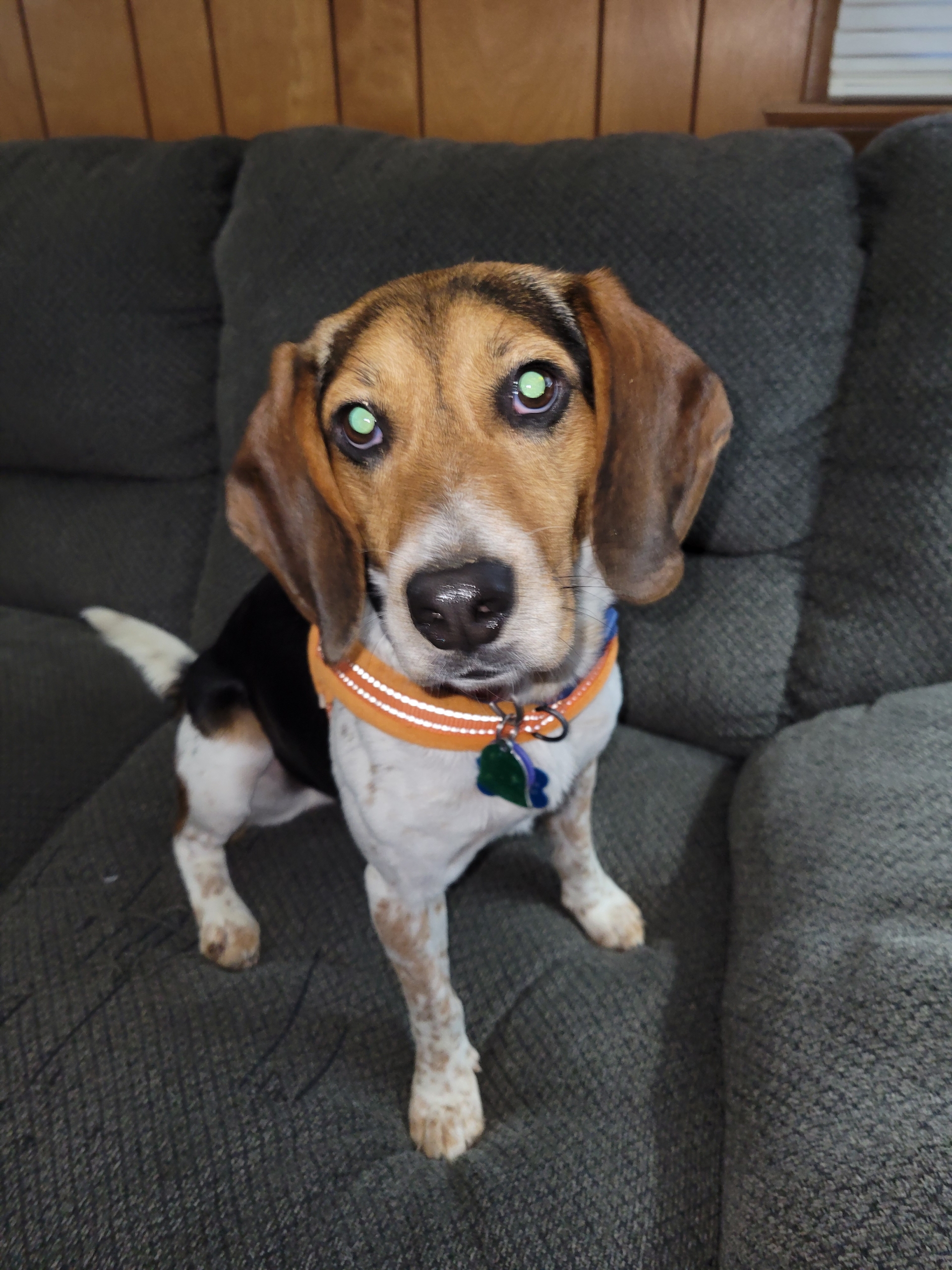 Beagle Rescue of Southern Maryland