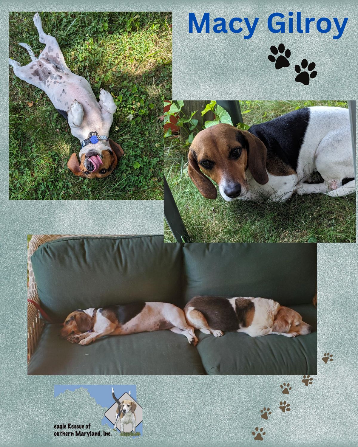 Beagle Rescue of Southern Maryland